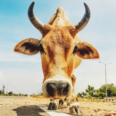 cow 4558496 1280 1