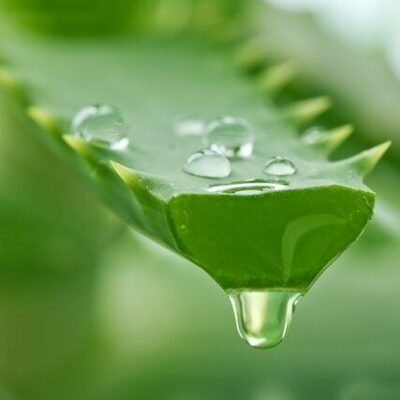 aloe e1633022396694