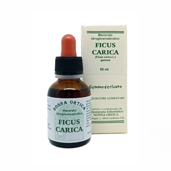 ficus carica