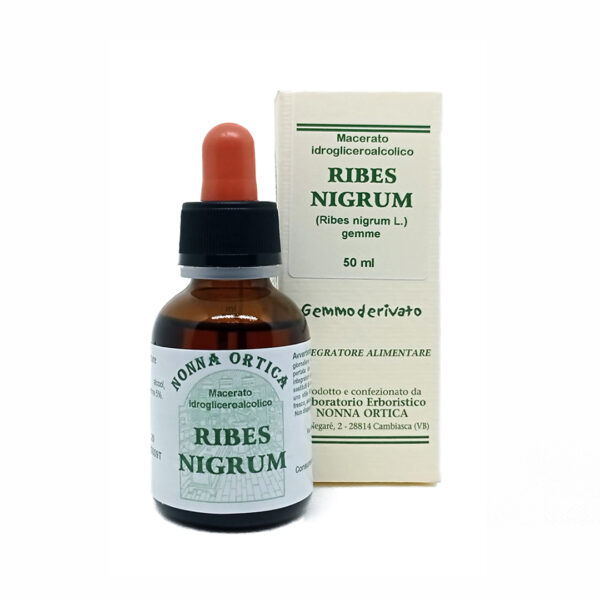 ribes nigrum