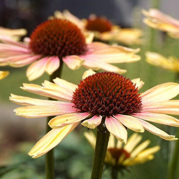 echinacea foto quadrata