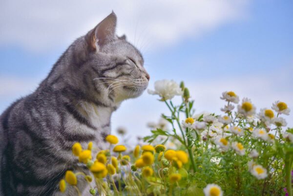 gatto fiori